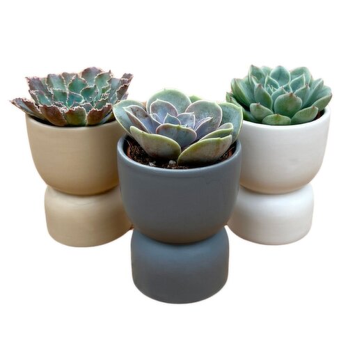 Potted Plants - Modern Urn with Succulents 2 Inch