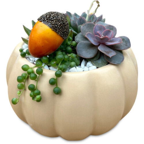 Potted Plants - Acorn Succulent Pumpkin Garden 6IN