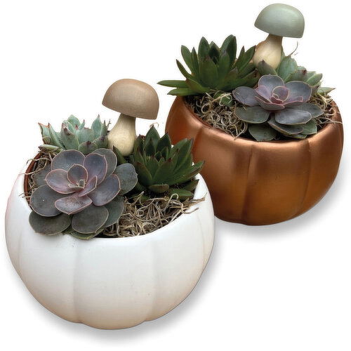 Potted Plants - Mossy Succulent Gardens 6 Inch