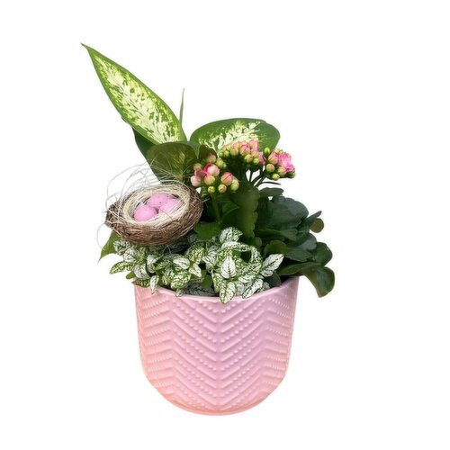 Tropicals - Birds Nest Garden, 5 Inch