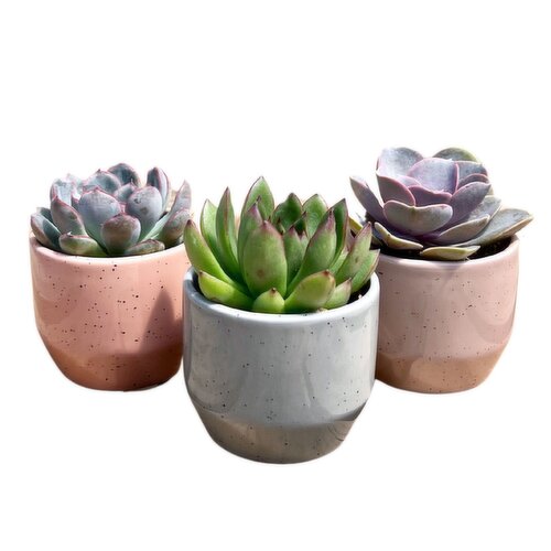 Succulent - Speckled Ceramic Pot, 2 Inch