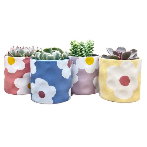 Succulents - With Flower Pot