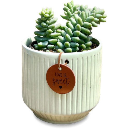 Succulent - Love is Sweet Pot, 4 Inch