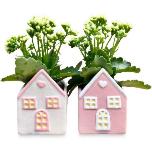 Kalanchoe - Ceramic House Pot, Assorted 4in