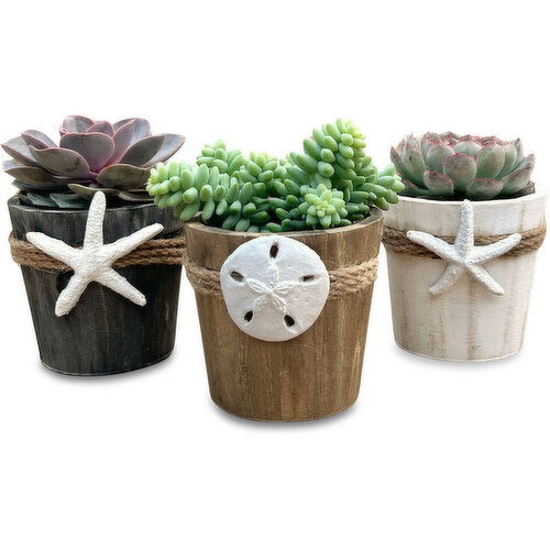 Save-On-Foods - Succulents In Shoreline 4 Inch