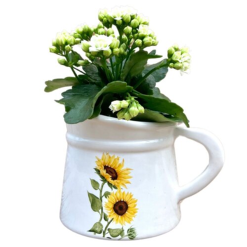 Sunflower - Pitcher with Kalanchoe 4Inch