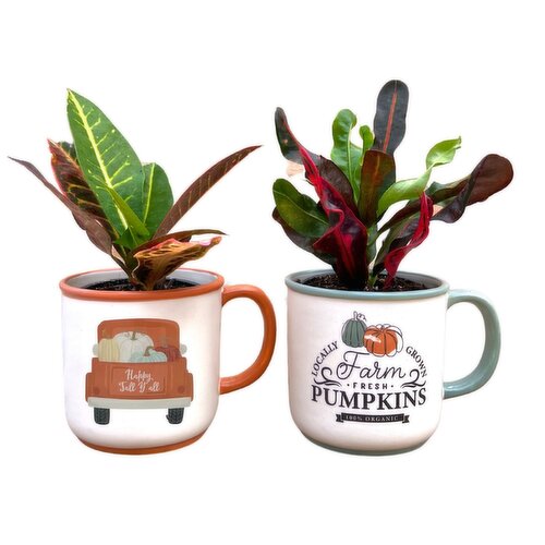 Potted Plant - Fall Mug with Tropical Plant, 4 inch