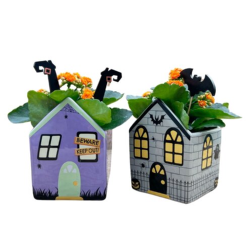 Kalanchoe - In Haunted House Planter 4 Inch