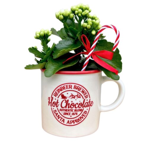 Kalanchoe - With Reindeer Hot Chocolate Mug, 4 Inch