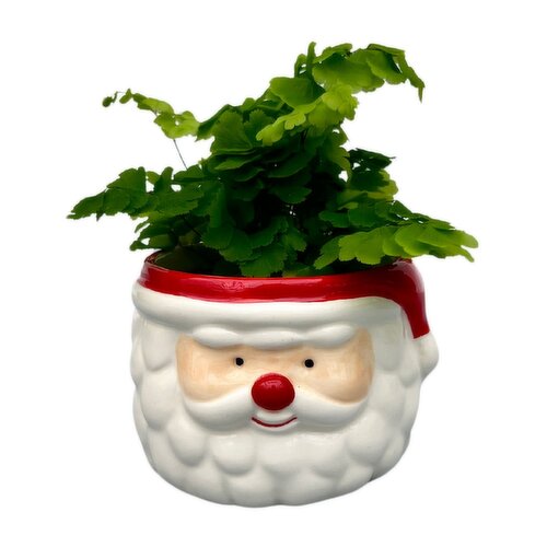 Santa - With Potted Fern, 4 Inch