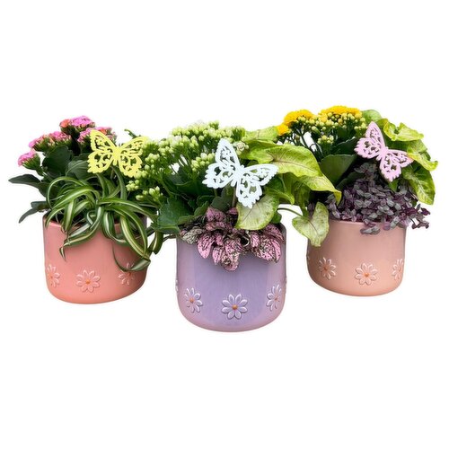 Daisy - Spring Euro Garden, 5 Inch