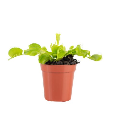 Venus - Fly Trap Potted Plant 2.25 Inch