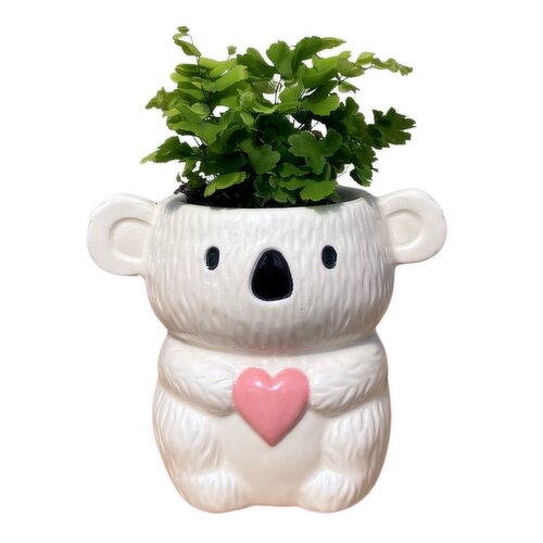Save-On-Foods - Koala Holding Heart With Fern