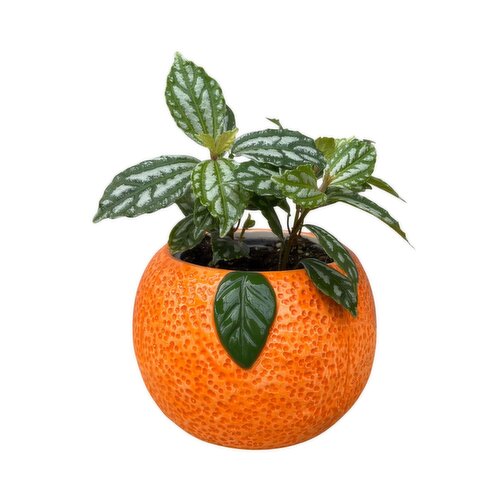 Tropicals - Citrus Pot, 4 Inch