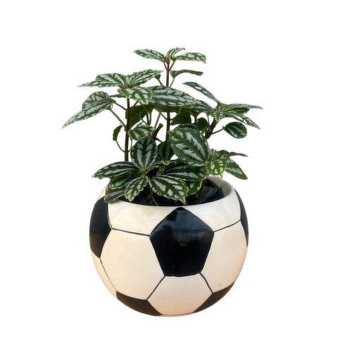 Soccer Ball - Potted Plant, Assorted