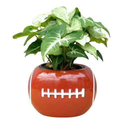 Football - Pot with Tropicals, 4 Inch