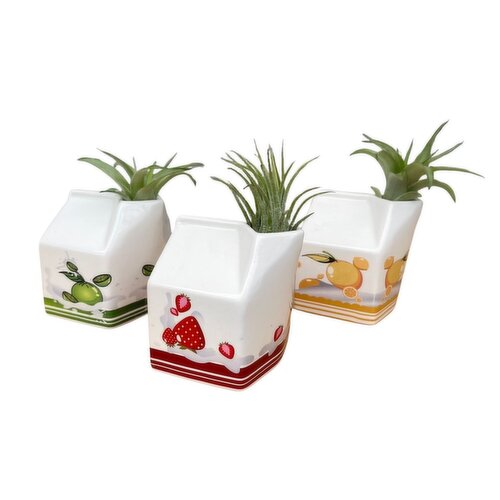 Air Plant - With Juice Carton, 3.5 Inch