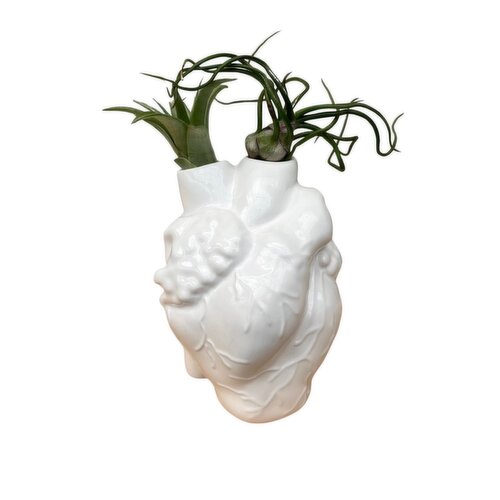 Air Plants - Anatomy Heart, Potted, 5.5 Inch