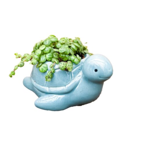 Turtles Plant - With Sea Turtles Pot, 2 Inch