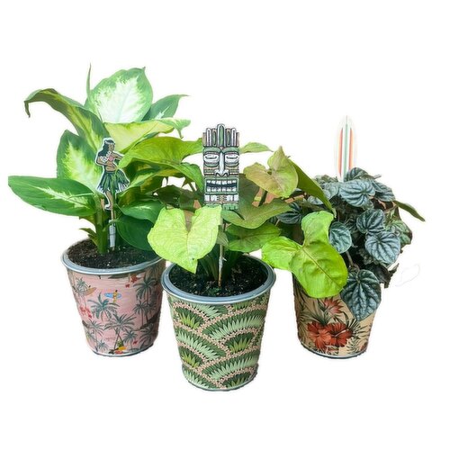 Tropicals - with Vintage Hawaii Tin, 4 Inch