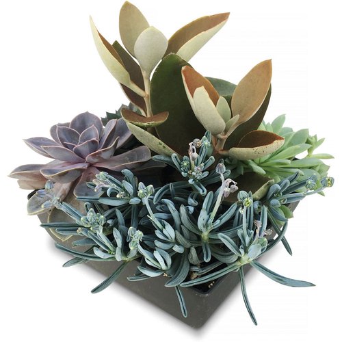 Assorted - Succulent Bowl 20cm