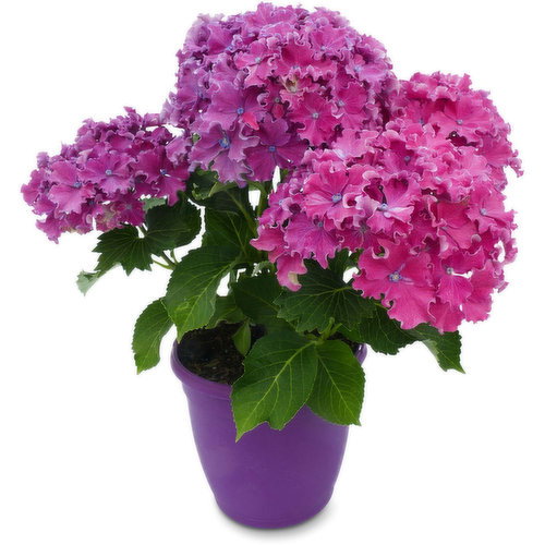 Hydragena - In a Patio Pot