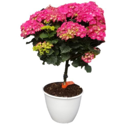 Patio - Pot Hydrangea Tree Form