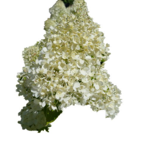 ◆Hydrangea4936◆ Hydrangea Bloom Chandelier | Light House Co.