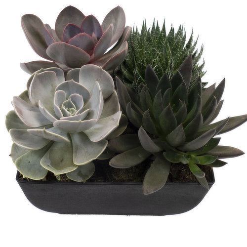 Succulent - Assorted Bowl