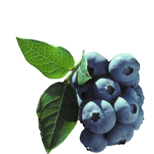 Bush - Blueberry Polaris