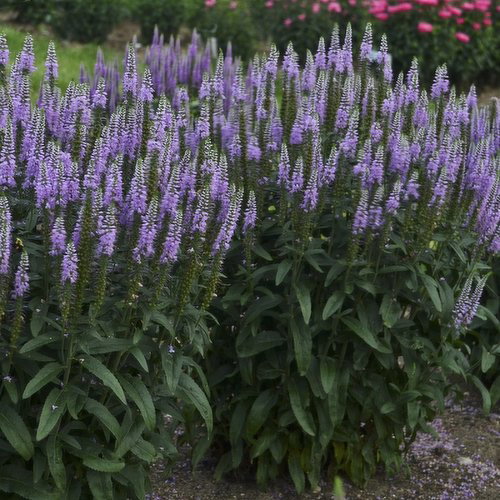 French - lavender