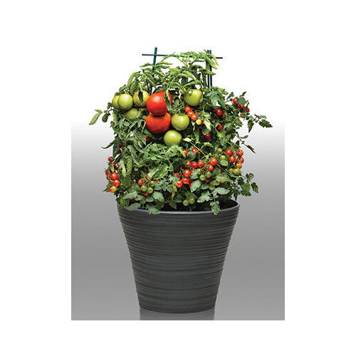 Tomato - Planter 12 Inch Assorted