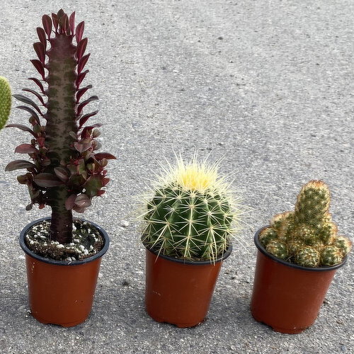 Cactus - Assorted