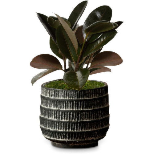 Live Trends - Genevieve Planter