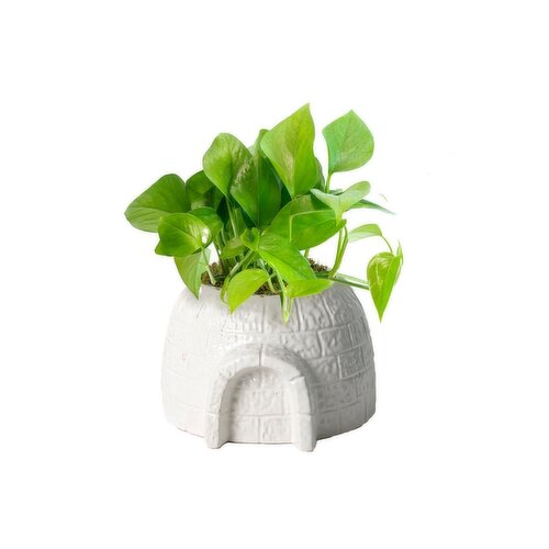 Live Trends - Ice Castle With Tropical Pot