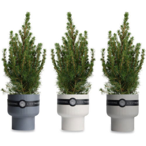 Live Trends - Composed Planter