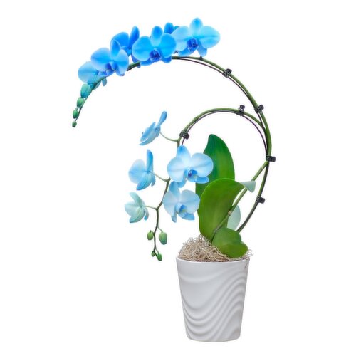 Orchid - Wave Gemstone, 5 Inch