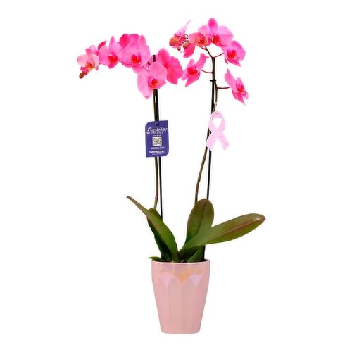 Potted Plant - Pink Diamond Orchid, 3 inch