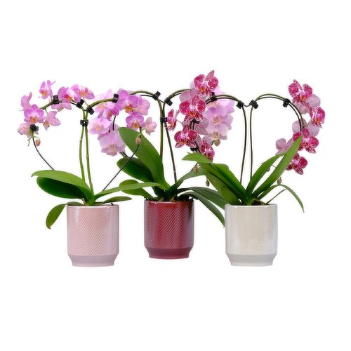 Orchid - Valentine Heart Shaped, 3in