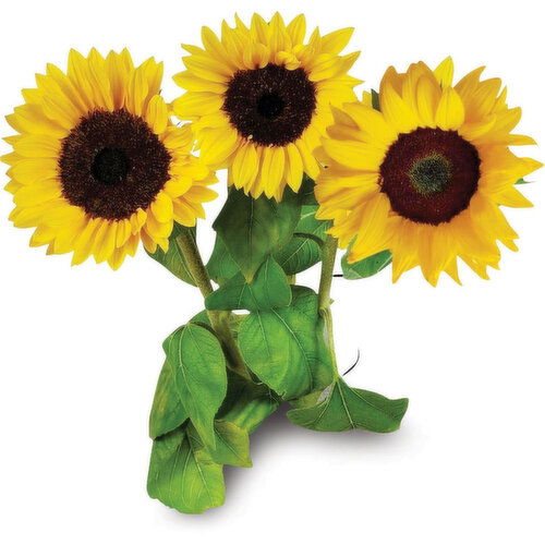 Sunflowers - 3 Stem, Fresh Cut Bunch