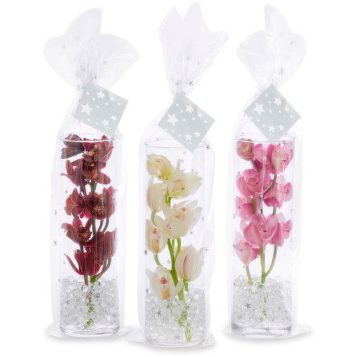 Mini Cymbidium Orchid - in Glass Cylinder