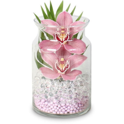 Two - Bloom Cymbidium Orchid with Green