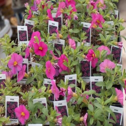 Basket - Calibrachoa Stuffers 2.5In