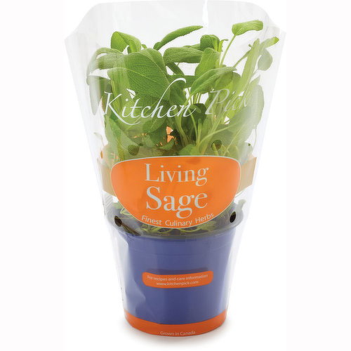 Kitchen Pick - Sage, Living Herb Potted
