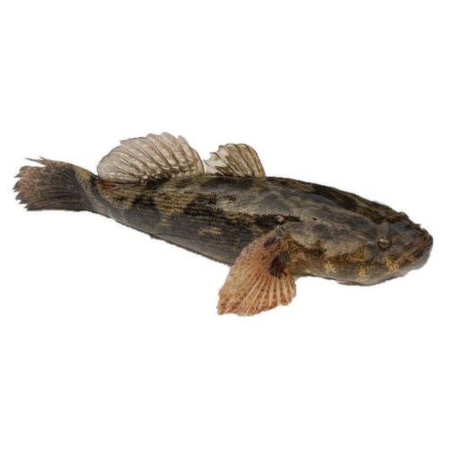 Live - Marble Goby