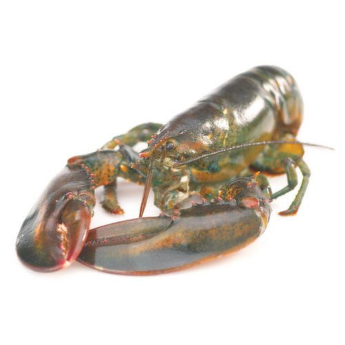 Live - Large Lobster