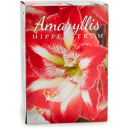 Amayllis - Bulbs Red/White, Gift Box