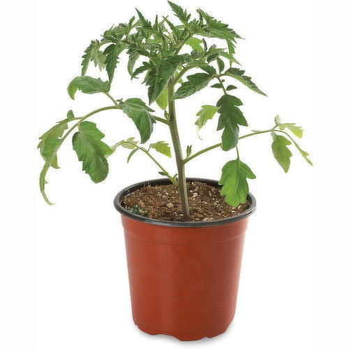 Patio - Tomato Plant