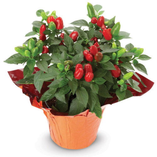 Ornamental - Pepper Plant