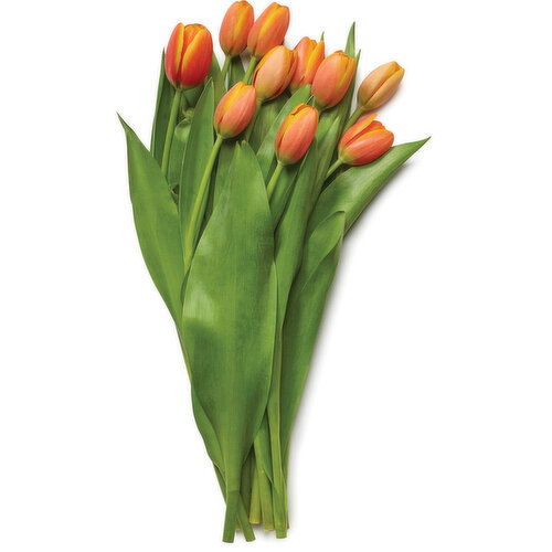 Tulips - 10 Stem Bouquet, Hot House